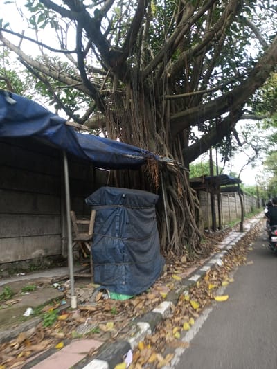 This image captures a roadside scene in Khajuripada, India, under an overcast sky. On the left, a large tree, possibly a banyan, features a dense canopy and numerous prominent aerial roots descending towards the ground. A dark blue tarp serves as a makeshift awning, extending from the tree towards a light grey concrete wall. This awning is supported by at least one metallic pole. Beneath the tarp, positioned against the wall, is a wooden chair with a light-colored frame. Adjacent to the chair, a rectangular object is completely enveloped in a dark blue tarp, secured with ropes around its circumference. The immediate ground area under the tarp and along the wall shows sparse vegetation and some scattered debris. To the right, a sidewalk curb, painted with alternating black and white segments, runs parallel to an asphalt road. The sidewalk and road edge are heavily covered with dry, fallen yellow and brown leaves. In the midground on the asphalt road, a person wearing a dark shirt is observed operating a motorcycle, moving away from the viewer. Further down the road, additional concrete walls and green foliage are visible along the roadside.