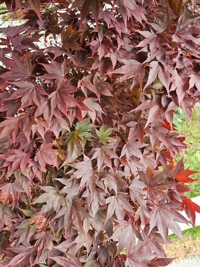 The image is a close-up, eye-level, outdoor shot of a Japanese maple tree in Ponte di Legno, Italy. The leaves are predominantly a deep burgundy color, with some hints of green and rust-colored spots indicating age or slight damage. The leaves are deeply lobed, characteristic of Japanese maples, and appear to be overlapping densely, creating a full canopy. The background shows hints of greenery and a blurred light-colored object, possibly a fence or railing, suggesting a park or garden setting. No people or animals are visible.