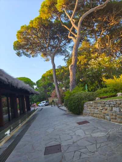 The image shows an outdoor scene at what appears to be a resort or public area in Castiglione della Pescaia, Italy. The foreground features a paved walkway made of irregular flagstones. To the left, a building with a thatched roof and wooden supports is visible, with a shallow water feature running alongside it. In the middle ground, a white van is parked on a paved area, and a few people are walking. To the right, a stone wall with a rustic appearance lines the path, with lush green vegetation and trees behind it. Prominent pine trees with distinctive branching patterns and green foliage dominate the background, with the sky above exhibiting a clear, light blue hue, suggesting late afternoon or early morning sunlight illuminating the scene.