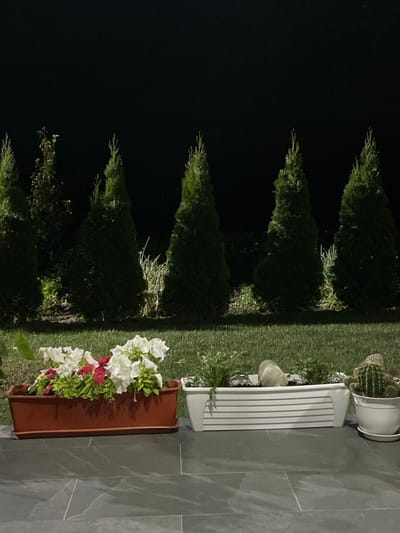This image depicts a nighttime scene in Slobozia-Dușca, Moldova. A row of tall, conical evergreen trees forms a dark backdrop against a black night sky. In the foreground, a well-maintained lawn is visible. Two planters are placed on dark gray tiled flooring. The planter on the left is a reddish-brown rectangular container filled with white and pink petunias. To the right of this planter is a white rectangular planter with horizontal ribbing, containing small green plants and a light-colored rock. Adjacent to the white planter, on the far right, is a white circular pot holding a cactus. The lighting suggests artificial illumination, possibly from nearby outdoor lights, casting subtle shadows.