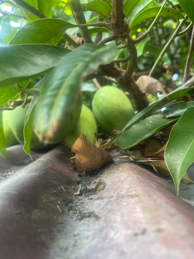 The image depicts a close-up view of several green mangoes hanging from a tree, with their leaves and branches prominently featured. The mangoes are clustered together, and some show signs of slight browning on their skin. Below the mangoes and branches, a corrugated metal surface, possibly a roof, is visible. This surface is dusty and has some dry leaves and small debris scattered on it. The background is out of focus, showing hints of more greenery and sunlight filtering through. The lighting suggests it is daytime. The scene is set outdoors, likely in a tropical or subtropical environment, consistent with the presence of mango trees. There are no people or animals visible in the image. The location is specified as Julicotmeurak, Indonesia.