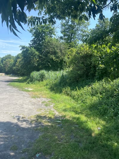 The image depicts an outdoor scene in Konstancin-Jeziorna, Poland, likely a neglected area adjacent to a tree line. In the foreground, a rough, grey asphalt or gravel surface occupies the left side of the frame, showing signs of wear and tear with patches of sparse grass. To the right of this surface, a dense area of lush green vegetation begins, including tall reeds and various bushes and smaller plants. Beyond this, a line of mature trees forms a natural backdrop, with their leaves a vibrant green against a clear blue sky. Shadows from unseen trees are cast across the ground, indicating it is daytime. There are no people visible in the scene. A few pieces of litter are scattered on the ground and within the grassy areas.