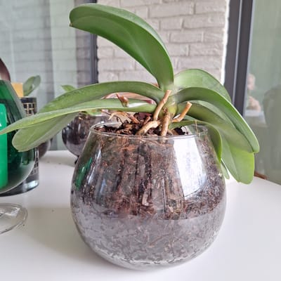 An orchid is potted in a clear glass bowl on a white surface. The orchid has large, green leaves and exposed roots. The glass bowl contains dark brown potting material. In the background, a brick wall and a window are visible. The scene is well-lit, possibly by natural light. No people are prominently featured, though a reflection in the window suggests a person may be present. The environment appears to be indoors, with a modern aesthetic. The location is identified as Mechelen, Belgium.