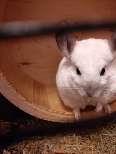 In a dimly lit, indoor setting, a white chinchilla is the sole subject of the image. The chinchilla is positioned inside a round, wooden enclosure, possibly a cage or a specialized habitat. Its soft, fluffy fur is a dominant feature, with visible whiskers and dark eyes that appear alert. The chinchilla is oriented with its head facing downwards into the enclosure, and its paws are visible, clinging to the side of the wooden structure.
To the right of the chinchilla and its enclosure, a cluster of dried hay or straw is present, suggesting a part of its bedding or food source. The enclosure itself appears to be made of unfinished wood, with a rough texture along the rim. A faint shadow or reflection is visible on the inner surface of the enclosure, indicating the direction of the light source.
A small, circular label with some indistinct text is partially visible on the chinchilla's cheek or fur. The text appears to include the letters "an 8 o" or similar characters, though it is too blurred to be clearly deciphered. The overall mood of the image is quiet and intimate, focusing on the domestic animal within its environment. The time of day and weather conditions are not discernible from the image. The location context of Kolpino, Russia, does not provide any further visual cues within the frame.