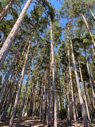 The image depicts a dense forest of tall pine trees in Borovoye, Russia. The camera is positioned at a low angle, looking upwards towards the canopy, with the blue sky visible through the branches. The trees are closely packed together, with rough, textured bark. Sunlight filters through the needles, casting dappled shadows on the forest floor. In the background, a white vehicle is visible, along with some darker objects that appear to be tents or shelters. There are no visible people in the scene. The overall impression is one of a natural, serene environment.