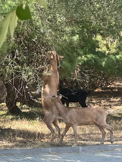 The image shows a group of goats in a natural setting with some man-made elements. Three goats are visible: two light brown goats and one black goat. The two light brown goats appear to be interacting, with one standing on top of another. The black goat is partially obscured by the brown goats and appears to be lying down.

The goats are in an area with dense green foliage, likely bushes or trees, and dry grass on the ground. There is a paved surface, possibly a sidewalk or road, on the right side of the image, indicating an urban or semi-urban environment. Sunlight is casting shadows, suggesting it is daytime. The scene appears to be outdoors in a warm climate, consistent with the location of Port De Pollença, Spain. There are no people visible in the image, and no text is present. The overall impression is a candid snapshot of goats in their environment.