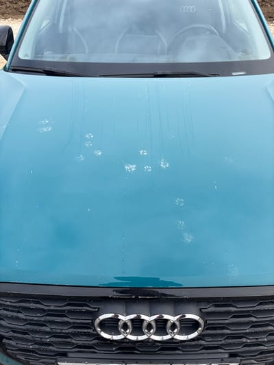 An overhead view depicts the front portion of a turquoise-colored Audi vehicle, located in Зеленогорское сельское поселение, Ukraine. The hood of the vehicle displays numerous small, white paw prints, consistent with those of a feline, concentrated across its surface. Vertical water or dirt streaks are also visible, extending from the base of the windshield downwards across the hood. The lower section of the windshield reflects a cloudy sky and contains a faint reflection of the Audi logo. The vehicle's black front grille is visible at the bottom of the image, featuring the chrome Audi rings logo centrally. The grille appears wet or dirty. No human subjects are present in the frame. The immediate environment suggests an outdoor setting, potentially unpaved.