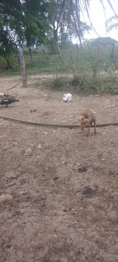 An outdoor scene reveals a dirt ground littered with rocks, dung, and debris. A tan dog scratches its neck, standing near a gray pipe. In the background, a black duck and a white bird are visible. A wire fence runs across the horizon, lined with wooden posts. Sparse trees and vegetation cover the landscape, with a hint of palm fronds in the upper right corner. The sky appears overcast, casting a subdued light over the scene.