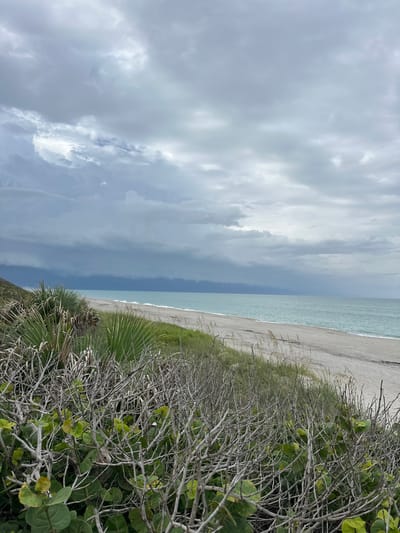 A wide shot captures a coastal scene with a dense foreground of dry, grey branches and green foliage. Behind this, a sandy beach stretches towards a calm, turquoise ocean. The water meets the horizon under a dramatic sky filled with dark, stormy clouds on the left, transitioning to lighter grey clouds on the right. The location is identified as Melbourne Beach, United States. There are no people or animals visible in the image.