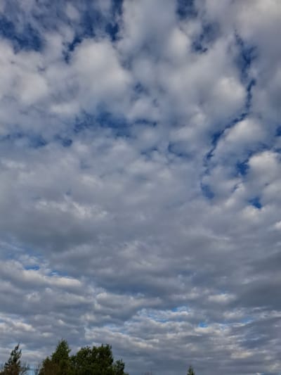 The image displays a sky filled with clouds, some appearing white and fluffy while others are denser and grayish, suggesting a mix of weather conditions. The sky is predominantly blue, peeking through the cloud cover in scattered patches. The clouds are arranged in a pattern of horizontal streaks, creating a textured effect across the frame. In the far right portion of the image, the tops of green trees are visible, indicating an outdoor setting with natural elements. The overall impression of the sky suggests it might be late afternoon or early evening, with the lighting on the clouds hinting at the sun's position. There are no people or man-made objects prominently featured, with the focus being entirely on the natural landscape of the sky and the hint of trees at the edge. The scene is peaceful and serene, characterized by the dynamic formations of the clouds. The location context is Zavorovo, Russia.