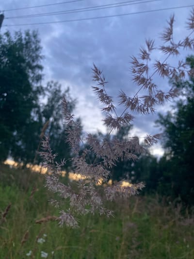 The image depicts a close-up view of dried grass seed heads in the foreground, with a blurred background of trees and a cloudy sky. The lighting suggests it is dusk or dawn, with a hint of warm light visible in the distance. The scene is set outdoors, likely in a rural or natural area. There are no people or animals visible in the image. The location is identified as Міханавіцкі сельскі Савет, Belarus. The overall impression is one of a serene, natural landscape at twilight.