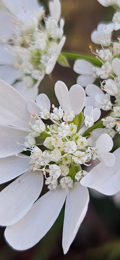 A close-up, vertical, eye-level shot focuses on the intricate details of a white flower, likely located in Momin Prohod, Bulgaria. The flower is in full bloom, with delicate white petals radiating outwards. The center of the flower is a cluster of small, white florets, adorned with thin, light-colored stamens. The background is softly blurred, presenting a mix of muted brown and dark green, suggesting a natural outdoor setting. The lighting is soft, highlighting the delicate textures and structure of the flower. No people or animals are visible in the frame.
