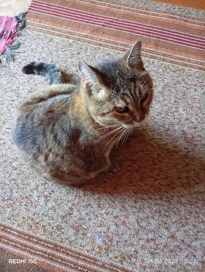 A tabby cat is sitting on a rug in a room. The cat is facing to the right with its head turned slightly to the left. The cat has green eyes and white whiskers. The rug is made of a coarse material and has a striped pattern of brown, pink, and white. The room is dimly lit, and there is a shadow cast by the cat on the rug. There is text overlaying the bottom of the image that says "REDMI 15C" and "24.06.2026 08:02". The location of the image is not determinable from the visual information provided.