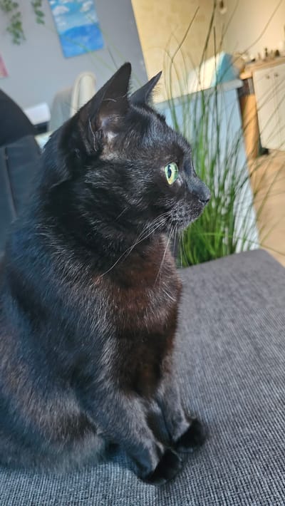 A black cat is lying on a gray textured surface, possibly a sofa or chair. The cat's head is turned slightly upward, with its left eye visible, exhibiting a yellowish-green color. The cat is positioned near a plant with long, slender green leaves. In the background, there is a partially visible wall with light-colored elements and some blurry artwork featuring blue and white hues. The location in the city of Tsarkva, Bulgaria is not discernible from the image provided.