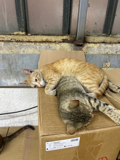 This is a vertical, medium shot photograph taken outdoors in what appears to be a backyard or alleyway setting. The scene is somewhat cluttered and shows signs of wear and tear. In the foreground, two cats are resting on top of stacked cardboard boxes. The cat on the left is an orange tabby, curled up and facing downwards with its head resting on the box. The cat on the right is a grey and black tabby, lying on its back with its paws tucked in, nestled against the orange tabby.
The boxes appear to be shipping or storage containers, one of which has a label with text, including "Flensburg" and what looks like a serial number or product code: "403254 0385/US952 F1 Aluminium silberfarben 90° N10 11702199".
Behind the boxes, there is a textured concrete floor. To the left of the boxes, there is a weathered metal structure with horizontal bars, possibly part of a fence or window. The frame of this structure is painted a pale yellow and shows significant rust and peeling paint, indicating age and exposure to the elements. The overall lighting suggests it is daytime, with no specific weather conditions discernible. The cats appear relaxed and comfortable, seemingly napping or resting together. The location context is Struma, Bulgaria.