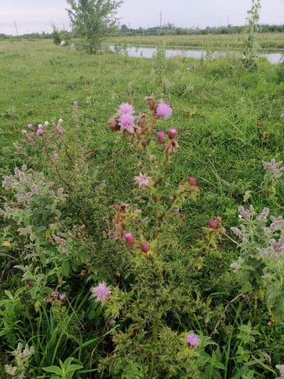 The image is a close-up shot of a field with several plants, including a prominent thistle with pink flowers in the foreground. The background shows a body of water, green grass, trees, and some distant industrial structures under an overcast sky. The location is identified as Krasnoluka, Ukraine. There are no people or animals visible in the image, and no specific actions or interactions are depicted. The environment appears to be a rural or semi-industrial area with natural vegetation.