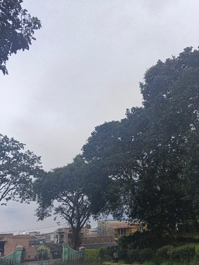 The scene depicts an overcast day in Kon Ra Kiah, Vietnam. The upper two-thirds of the image are dominated by a pale grey, featureless sky. The lower third features a dense urban or semi-urban landscape partially obscured by significant foliage.
Several large, leafy trees are prominent. A large, dark green tree occupies the lower right quadrant, its canopy extending upwards and leftward. Another large tree with a discernible trunk and branches is situated in the mid-ground, slightly left of center. Its canopy connects with other tree tops extending from the lower left corner.
Below the tree line, a cluster of buildings is visible. To the right, behind a large tree, a building with light yellow walls and a darker roof, possibly featuring a small balcony, stands out. To its left, a collection of residential or mixed-use structures appears, varying in color from light grey to light brown, some with visible tiled roofs. In the lower left, a light green, possibly ornamental, low wall or fence section is present, partially fronting a smaller, darker-roofed structure. No individuals or specific actions are discernible within the frame.