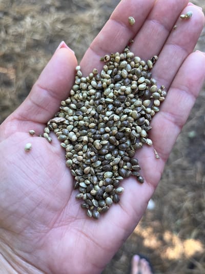 A close-up, overhead shot shows a person's open palm holding a pile of small, oval-shaped seeds. The seeds are a mixture of light brown and darker mottled brown colors, with some appearing more uniformly light green. They are clustered in the center of the palm, with a few scattered on the fingers and thumb. The skin of the palm is light-skinned with visible wrinkles and fingerprints. A single fingernail, painted pink, is visible at the bottom edge of the frame. The background is softly blurred and appears to be an outdoor setting with dry, leafy ground cover. The lighting suggests it is daytime, with the sun casting highlights on the seeds and hand. There is no visible text in the image. The scene conveys a simple act of holding or displaying seeds, possibly for planting or consumption.