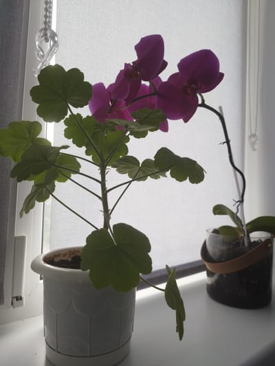 This media file depicts two potted plants, an orchid with purple flowers and a green leafy plant, situated on a windowsill in what appears to be a domestic setting. The orchid is in a clear pot with a brown strap detail, while the leafy plant is in a white decorative pot. Both plants are illuminated by natural light coming from behind a sheer white curtain, suggesting it is daytime. The overall mood is calm and serene, with the soft light creating a peaceful atmosphere. The presence of a windowsill and curtain indicates an indoor location, likely a home or apartment. The detail of the curtain with a beaded pull and a small decorative hook above the leafy plant adds a touch of everyday domesticity. The background is softly blurred, drawing the viewer's attention to the plants. There is no visible text in the image. The location is specified as Shumerlya, Russia.