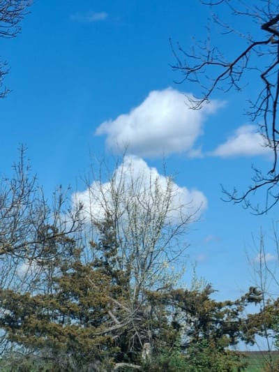 The image shows a view looking up towards a bright blue sky with a few puffy white clouds. In the foreground are bare tree branches and some trees with green foliage. The location, Studeno Buche, Bulgaria, is inferred. No people, actions or interactions are visible.