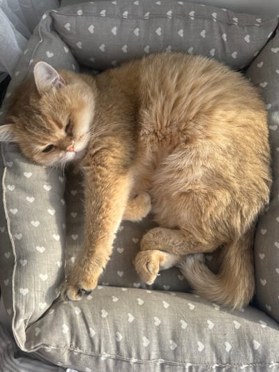 A domestic cat is resting within a padded pet bed in a residential interior in the city of Осоргино, Russia. The short-haired feline, light brown to golden in color, is curled on its left side with eyes closed, indicating repose. Its left front paw is extended forward. The gray fabric pet bed, patterned with small white hearts, features cushioned borders. Direct sunlight from the left illuminates the cat and the bed. A white, sheer curtain is partially visible on the far left, suggesting a nearby window.