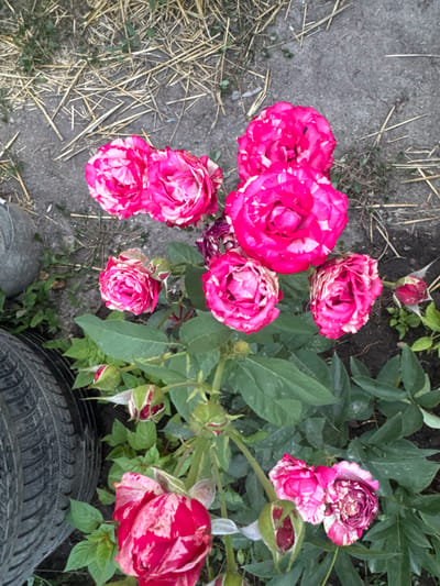 The image shows a close-up, overhead view of a rose bush with pink and white striped blooms and buds. Several fully opened roses, some showing signs of wilting, are scattered across the frame. Green rose leaves and stems are visible, along with several rosebuds in various stages of development, some appearing dry and withered.
The foreground is a mix of dry, straw-like material and a gray, gravelly surface. In the lower right corner, a portion of a black tire is visible, suggesting an outdoor, possibly cluttered, or repurposed area. The lighting appears to be natural, indicating daytime, with no strong shadows suggesting a specific time of day. The overall scene evokes a sense of nature, with a touch of decay or neglect due to the wilting flowers and the presence of the tire. The location context is Novopavlovka, Kyrgyzstan. There is no visible text in the image.