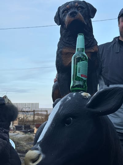 A medium shot, taken outdoors on an overcast day, shows a person holding a Stella Artois beer bottle balanced between a wooden dog sculpture on the left and a black and white cow sculpture on the right. The person is wearing a dark jacket and hat and is positioned above the sculptures. The dog sculpture is brown and black, while the cow sculpture is predominantly black with a white face. In the background, there is a fence, some stacked tires, and other indistinct objects. The location is likely Sukhobuzimskoye, Russia, although this is not visually confirmed in the image.