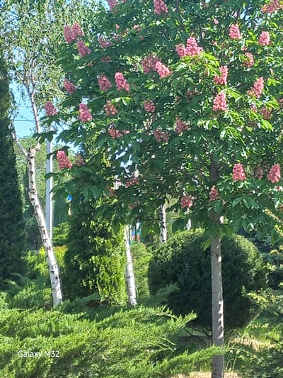 The image shows a landscape with trees and foliage, likely taken in a park or garden. A tree with pink blossoms dominates the left side of the frame. The trunks of birch trees with their characteristic white bark and dark markings are visible in the background. Lush greenery, possibly hedges or bushes, fills the right side of the image. The location is in Volzhsky, Russia.