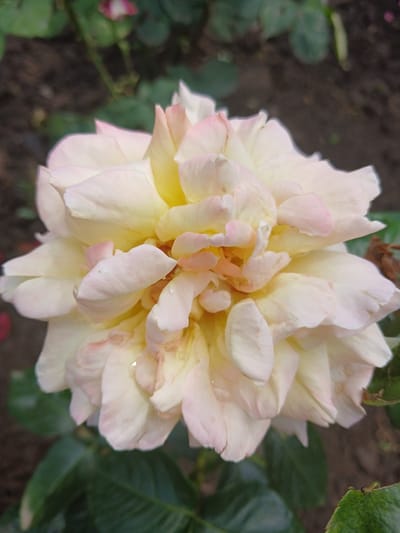 This is a close-up, top-down shot of a light-colored rose in full bloom. The rose has many layered petals, primarily a creamy yellow in the center that transitions to a soft pink and white towards the edges. Some of the petals have water droplets on them, suggesting recent rain or dew. The background is out of focus, showing dark soil with some green leaves and a hint of brown from dried plant matter. To the left and right of the rose, there are blurred green leaves. The lighting appears to be natural, likely daylight. There are no people, text, or specific event depicted; the focus is solely on the rose. The setting is an outdoor garden.