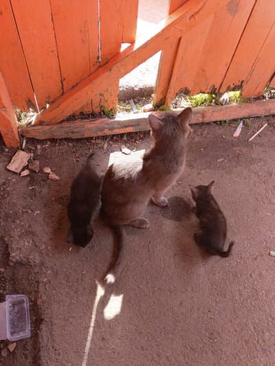 This image depicts a mother cat with two kittens near an orange wooden gate. The cats are positioned on a dirt and concrete ground. The mother cat, a medium-sized grey feline, is sitting with her back to the camera, facing the gate. To her left, a black kitten is grooming itself on the ground. To her right, a smaller dark grey tabby kitten is also on the ground, facing away from the mother cat. The environment appears to be an outdoor area, possibly a yard or alley, with sparse vegetation growing around the base of the gate. There are scattered debris, including small rocks and a discarded plastic container, on the ground. The lighting suggests it is daytime, with sunlight casting shadows. The scene does not provide any specific indicators of the city of Tolbazy, Russia, or any other geographical location.