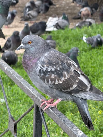 A pigeon is perched on a metal railing in Канонерец Снт, Russia. The pigeon is facing left, with its head turned slightly towards the viewer. It has grey and iridescent feathers on its neck, and its wings are a mix of grey and black. Its legs are pink and scaly, with sharp claws gripping the railing. In the background, a flock of pigeons are gathered on the ground, some on grass and others on a dirt path. The environment appears to be an outdoor area, possibly a park or a public square, with green grass and scattered yellow flowers visible. The overall scene suggests a common urban wildlife setting.