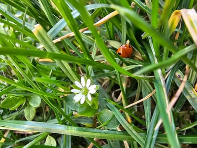 This close-up image depicts a natural ground scene located in Donchevo, Bulgaria. A small white flower, approximately 1 cm in diameter with five distinct petals and a green-yellow central pistil, is prominently positioned in the lower-left area, surrounded by small green leaves. In the upper-right section, an orange ladybug with multiple black spots is visible, partially obscured by green grass blades. A small, light-colored piece of organic material is attached to the ladybug's dorsal surface, near its anterior end. The predominant environment consists of vibrant green grass, interspersed with some yellowish-brown blades. No human subjects or specific actions are discernable within the frame.