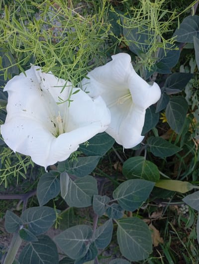 The image shows two large white flowers, likely Datura, with trumpet-shaped blossoms. The flowers are in the foreground, surrounded by dark green leaves and thin, spiky green foliage. A small yellow flower is partially visible in the background. The setting appears to be an outdoor environment, possibly a garden or a natural area. The location is identified as the city of Ararat, Armenia. There are no people or discernible actions depicted in the image.