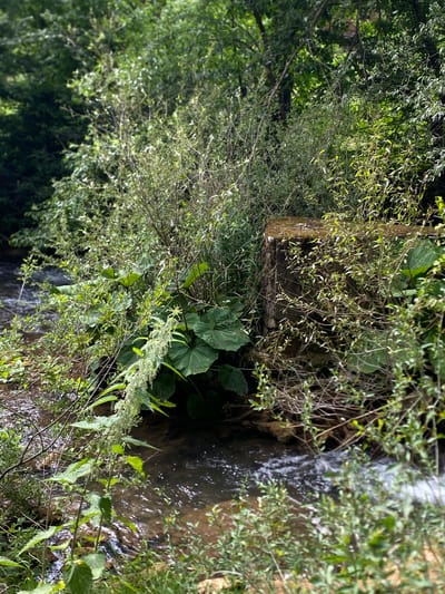 An overgrown, sun-dappled natural scene features a shallow, fast-moving stream on the left. The stream flows past a moss-covered concrete structure on the right, which appears to be a fragment of an old bridge or retaining wall. Lush green foliage, including large-leafed plants and thin, leafy branches, surrounds the stream and the concrete remnant. The overall impression is one of nature reclaiming a man-made structure. The location is likely within the city of Paracin Municipality, Serbia, suggesting a rural or semi-rural setting.