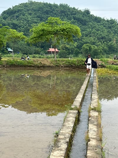 In Mai Chau, Vietnam, a man with dark hair pulled back in a bun, wearing a dark open-front jacket over a white t-shirt and white shorts, walks along a narrow concrete pathway. The pathway is elevated above a flooded rice paddy, with a narrow channel of water running alongside it. The man carries a black fanny pack around his waist and wears light-colored shoes. To the left of the pathway, ducks are visible swimming in the water. In the background, a lush green, densely forested hill rises steeply. Scattered trees with vibrant green leaves are also present in the middle ground, along with a small red-roofed structure. Several motorcycles are parked near the edge of the rice paddy in the distance, and power lines are strung across the upper portion of the frame. The sky is overcast, with a pale gray hue.