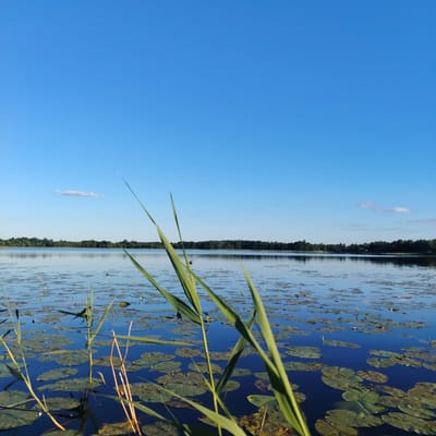 The image depicts a calm lake with a dense scattering of lily pads on its surface. Tall green reeds are prominent in the foreground, with some drier, thin stalks also visible. The water is a deep blue and reflects the clear, bright blue sky above, which features a single, thin white cloud. In the distance, a treeline of lush green forest borders the lake. The scene suggests a natural, tranquil environment, likely in a rural area such as Vecslabada, Latvia, given its prevalence of lakes and forests. There are no people or animals clearly visible in the frame.