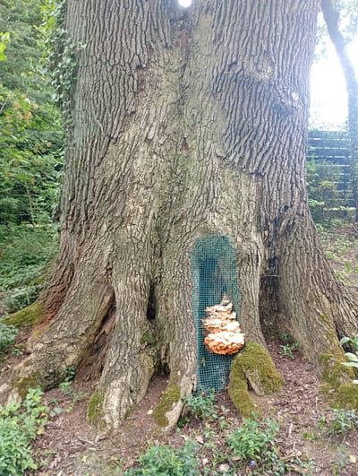 A large, mature oak tree with deeply grooved bark stands in a wooded area. The base of the tree exhibits prominent roots, some covered in moss. A noticeable cavity in the trunk, approximately waist-high, has been partially covered with green mesh fencing. Within this enclosure, a cluster of bright orange-yellow shelf fungi, likely Chicken of the Woods (Laetiporus sulphureus), is growing. The ground around the tree is covered in leaf litter, soil, and patches of green vegetation, including some low-lying plants and a small purple flower. In the background, more foliage and the suggestion of a fence or railing are visible, indicating a boundary or edge of the wooded area. The lighting suggests it is daytime, with diffused light filtering through the trees. The scene is located in Nowa Wieś Szlachecka, Poland.