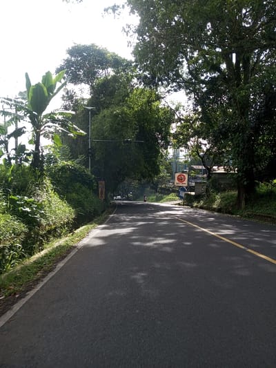 The image depicts a paved two-lane road in Domphoog_Dungkarchhoeling, Bhutan, under bright daylight with dappled sunlight and deep shadows from overhead trees. The asphalt road surface exhibits a solid yellow center line on the right half and a solid white shoulder line on the left.
On the immediate left, a narrow dirt verge borders a small, shallow drainage ditch, beyond which dense green vegetation, including tall grasses, shrubs, and a prominent banana plant with large green leaves, ascends a slight embankment. Further down the left side, a tall, dark grey utility pole stands upright, featuring what appears to be a black traffic light housing positioned horizontally. A vertical rectangular banner with indistinct text is visible further along this side.
On the right side of the road, a thick canopy of large green trees, including what appears to be bamboo, overhangs the asphalt. Partially obscured by foliage on the right, a circular red sign with white text is visible, reading "CAFE TERASO". Adjacent to it, a blue and white rectangular sign on a pole faces the viewer, its specific details unreadable. Structures and buildings are faintly discernible through the trees further in the background on the right.
In the distant center of the road, a single individual on a dark-colored motorcycle is observed traveling away from the camera. Two light-colored vehicles, possibly cars, are parked or moving slowly further down the road, appearing almost entirely white due to distance and lighting conditions. The sky is bright white and mostly clear, visible through gaps in the tree canopy. No direct human interaction is evident.