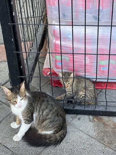 The image presents an outdoor scene featuring two cats and stacked goods, divided by a metal fence. In the foreground, a mature domestic cat with brown and dark grey tabby stripes, prominent white fur on its chest, muzzle, and paws, and light green eyes, sits on grey concrete paving stones, directly facing the camera. Behind this cat, a black metal fence with vertical bars separates the scene. A smaller, grey and brown tabby kitten sits behind the fence, looking towards the left. Behind the kitten and the fence, a large quantity of bottled water is visible, wrapped in clear plastic. These bottles feature pink labels with Hebrew text ("Mitzpe" mineral water, 1.5-liter, sold in packs of six units) and a blue circular logo, resting on a red plastic pallet. A partial view of a third cat's striped tail is discernible in the upper left background, behind the fence and water bottles. The ground consists of grey concrete tiles on the right, transitioning to reddish-brown interlocking pavers on the far left. The Hebrew text on the water bottles confirms the location is in Israel; the specific Menashe Regional Council cannot be confirmed from the visual evidence.