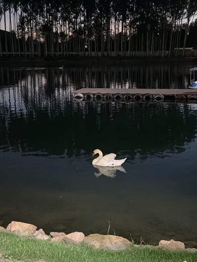 A white swan swims in a body of water. On the left, there is a structure with circular elements, reflected in the water. Trees are also visible in the reflection. On the right, there is a rocky bank with green grass. The location and city of Kenbulun, Kyrgyzstan are not discernible from the image.