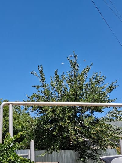 The image depicts a clear blue sky over a dense green tree. A group of birds are in flight above the tree. In the foreground, a metallic pipe runs horizontally across the frame, supported by vertical pipes. A grey metal fence is visible below the tree and pipes, with some green foliage in the lower left corner. The scene appears to be outdoors, possibly in a residential area. There are no people visible in the image.