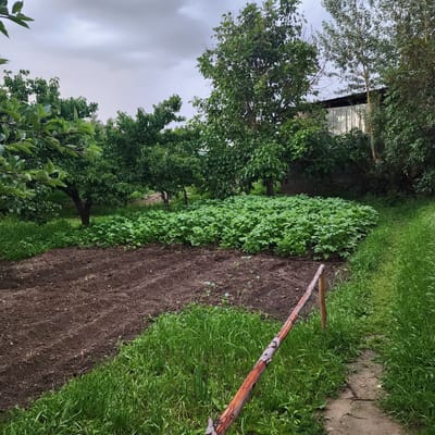 A person's hand is seen holding a long, rough wooden stick with reddish-brown bark, positioned diagonally across the frame. The stick is likely part of a tool used for gardening or farming, as it rests near a tilled garden bed filled with dark soil. Adjacent to the garden bed is a strip of vibrant green grass, and beyond that, more lush greenery from trees and bushes. In the background, a building with a corrugated metal roof is partially visible through the dense foliage. The sky appears overcast, suggesting a cloudy day. The scene depicts an outdoor setting, likely a garden or farm, in Төрт-Күл, Kyrgyzstan. The overall impression is one of rural life and agricultural activity. There is no visible text in the image.
