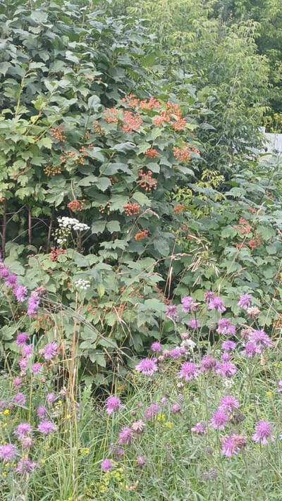 The image captures a vibrant natural scene at the edge of a wooded area, likely in Pirogovo, Russia. In the foreground, a cluster of bright purple thistles blooms amongst tall, green grasses and stalks. Interspersed with the thistles are small clusters of white flowers and some dried seed heads. Behind the flowering plants, a dense bush with large, green leaves dominates the middle ground. This bush is adorned with numerous clusters of small, reddish-orange berries. The background consists of more lush green foliage, suggesting a natural, perhaps semi-wild, environment. The overall impression is one of a verdant, late-summer or early-autumn landscape. There are no people or animals visible in the frame.