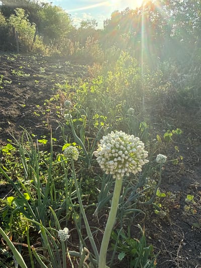The image captures an outdoor scene in the city of Marinka, Bulgaria. The foreground is dominated by a close-up of an onion flower, a spherical cluster of tightly packed buds, on a thick green stalk. Several other onion plants with long, slender green leaves are visible around it, some also showing developing flower heads. The ground is dark, tilled soil, with scattered small green plants and dried plant debris. In the background, the terrain slopes upward, covered in dense, green vegetation and trees. The sun is setting or rising, casting strong, bright rays of light that create lens flare effects and illuminate the scene with a warm, golden glow. The overall impression is one of a rural garden or agricultural plot bathed in the soft light of dawn or dusk.