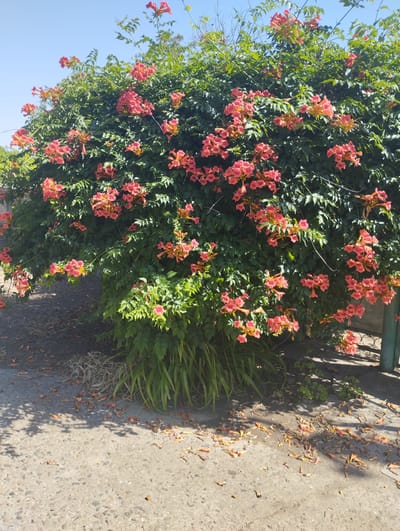 In the city of Vasylivka, Ukraine, a large flowering shrub, likely a Trumpet Vine, displays numerous coral-colored trumpet-shaped blossoms against a backdrop of deep green foliage. The shrub is situated outdoors, bordering a paved surface that appears to be a pathway or sidewalk. Scattered across the pavement are fallen petals and dry leaves, suggesting the natural shedding of the plant. The scene is illuminated by daylight, casting shadows from the shrub onto the ground. In the upper portion of the image, a clear blue sky is visible. The lower right edge of the image shows a portion of a green fence or gate. There are no people or animals visible in the frame.