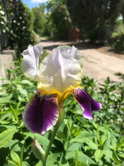 A close-up shot captures an iris flower in full bloom. The flower has petals in white, yellow, and purple. The background consists of green foliage and a glimpse of a concrete structure, possibly a building or a wall. A section of blue sky is visible in the distance, hinting at an outdoor setting. No people are visible in the image. There is no way to know if it is in Petrykiv, Ukraine from the image.