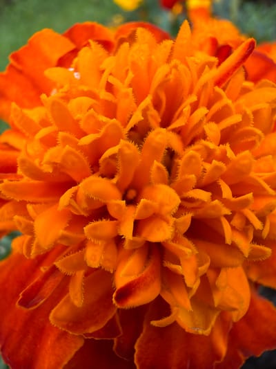 The image is a close-up, macro photograph of a vibrant orange marigold flower. The flower is in full bloom, with numerous densely packed petals that are ruffled and fringed with fine, hair-like structures. The color of the petals ranges from a bright, almost neon orange in the center to a deeper, more muted orange towards the outer edges. Some of the petals show subtle hints of red or dark orange, adding depth and complexity to the flower's appearance. A few tiny droplets of water are visible on some of the petals, suggesting recent rain or dew. The background is softly blurred, with hints of green foliage and possibly other flowers, indicating an outdoor setting. There are no people, animals, or man-made objects visible in the image. The photograph is focused on the intricate details and textures of the flower. The location in Blagoveshchenskoe, Russia is not discernible from the image itself.