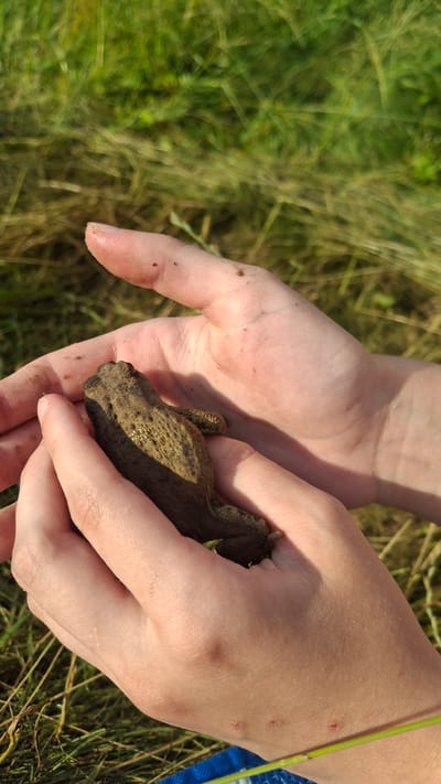 The image shows a person's hands cupping a toad. The toad is brown with a bumpy texture and appears to be lying still in the person's hands. The hands are fair-skinned and have some dirt smudges on them. The background is out of focus, but appears to be a grassy field with green and brown blades of grass. A thin green stem is visible on the right side of the image, possibly a blade of grass or a plant stem.
The setting suggests an outdoor, natural environment, likely a field or meadow, given the presence of grass. The lighting indicates it is daytime, with sunlight casting shadows on the hands. There are no visible signs of specific weather conditions. The activity is gentle handling of the toad, suggesting curiosity or a moment of observation in nature. The overall mood is calm and focused on the interaction between the hands and the amphibian. No text is visible in the image. The location context provided is Навасвержанскі сельскі Савет, Belarus.
