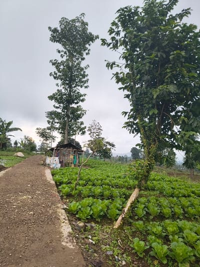 A rural landscape features a field of leafy green crops, possibly lettuce or cabbage, adjacent to a narrow dirt road. Tall trees with dense foliage frame the scene, partially obscuring a small, simple shack-like structure. The sky is overcast, creating soft, diffused lighting. The area appears to be a cultivated agricultural space with elements of nature and simple construction.