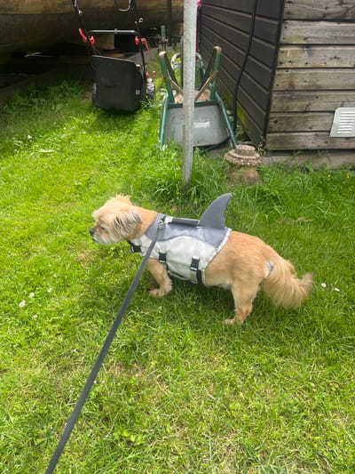 A tan and white, medium-haired dog, wearing a grey and white dog life vest with a grey shark fin attached, stands on a grassy area. A black leash is attached to the dog's vest and extends towards the bottom left of the frame. In the background, a wooden shed is visible on the right, and a lawnmower and wheelbarrow are partially visible on the left. The environment appears to be a backyard or garden area, likely in Dacorum, United Kingdom, given the overcast sky and the style of the wooden shed, which is common in the region. The dog is facing left and appears to be looking at something off-camera. The grass is green and dotted with small white flowers.